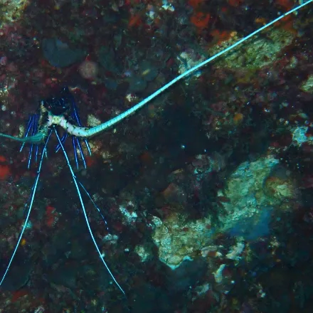 Painted Spiny Lobster, green and black banded body, white transverse bands on the tail, blue legs, very long white antennae.