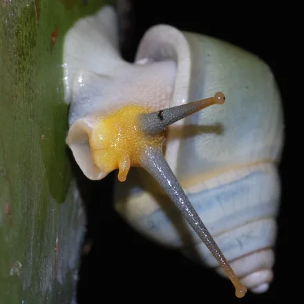 Painted Tree Snail, glossy conical shell in yellow-green with white and brown banding, found on trunks and leaves.