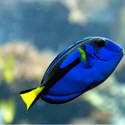 Palette Surgeonfish, royal-blue disc, black palette-shaped marking, bright yellow tail.