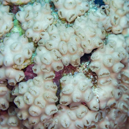 Encrusting Zoanthid