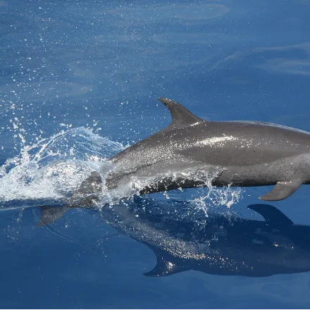 Pantropical Spotted Dolphin