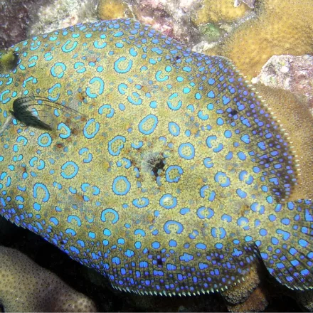 Peacock Flounder