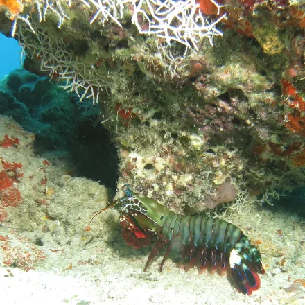 Peacock Mantis Shrimp