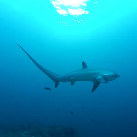 Pelagic Thresher