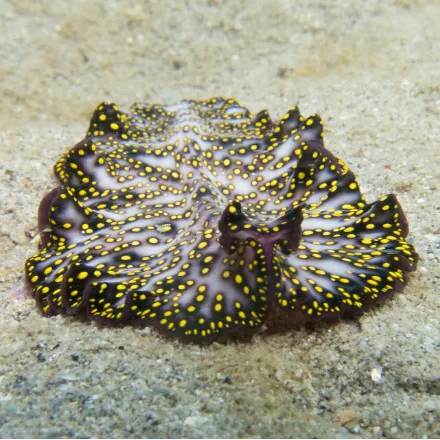 Persian Carpet Flatworm