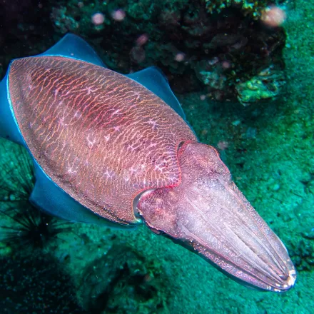 Pharaoh Cuttlefish