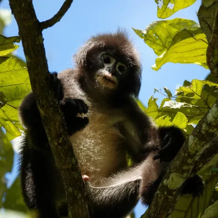 Phayre's Leaf Monkey, slim grey langur, white eye-rings and lip patches, long tail, dark hands.