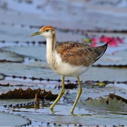Pheasant-tailed Jacana, white face and neck, golden nape, very long toes, long curved tail when breeding.