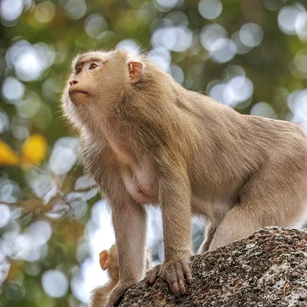 Northern Pig-tailed Macaque, olive brown macaque, short curled tail, dark crown streak, photographed in Cambodia.