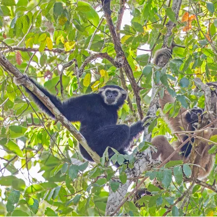 Pileated Gibbon, black male or pale female, both with a black crown cap.