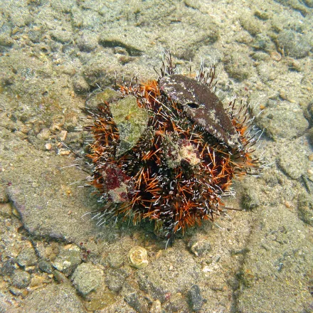Pincushion Urchin, short dense white spines, dark test with bands of orange or violet tube feet, often carrying debris.