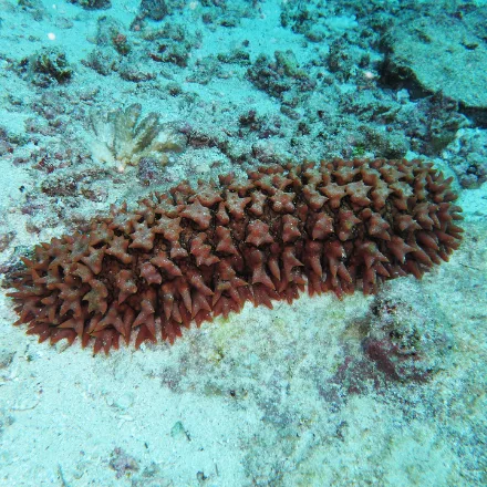 Pineapple Sea Cucumber
