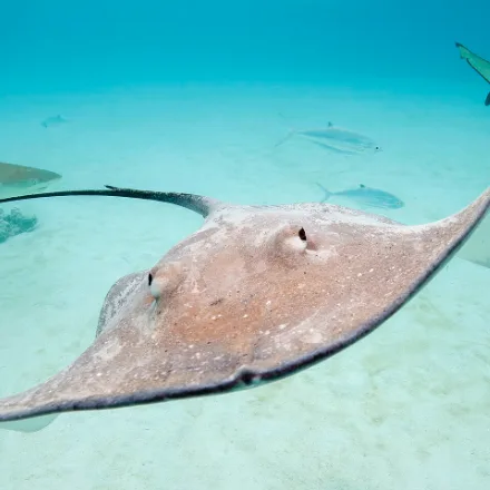 Pink Whipray