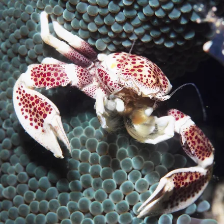 Porcelain Anemone Crab