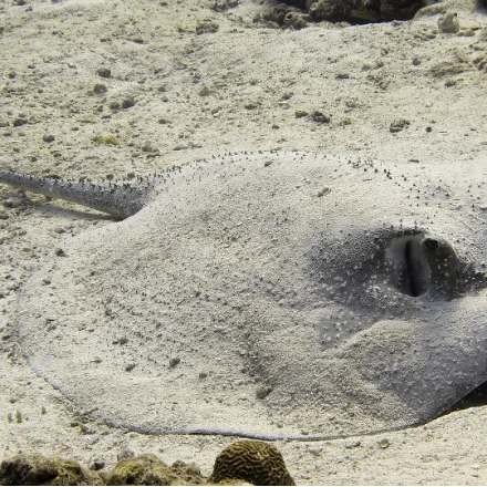Porcupine Ray, near-circular grey disc densely covered in thorns, short tail, no sting.