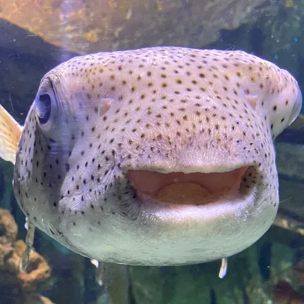 Porcupinefish, tan with dark spots, large eyes, body covered in spines that erect when inflated.
