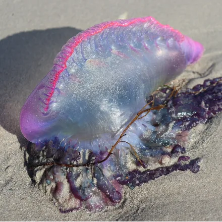 Portuguese Man o' War