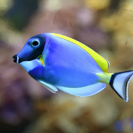 Powder Blue Surgeonfish, powder-blue body, black face, white throat, yellow dorsal fin, tail-base spine.