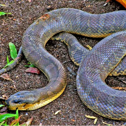 Puff-faced Water Snake, stout banded brown and cream water snake, swollen snout, nostrils and eyes set high on the head.