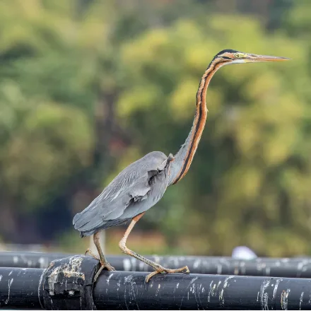 Purple Heron, slim heron, chestnut-and-slate plumage, long striped neck, dagger bill.