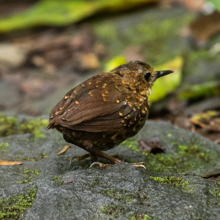 Pnoepyga pusilla