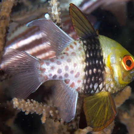 Pyjama Cardinalfish, yellow head, broad black vertical bar, red-spotted rear half, large eyes.