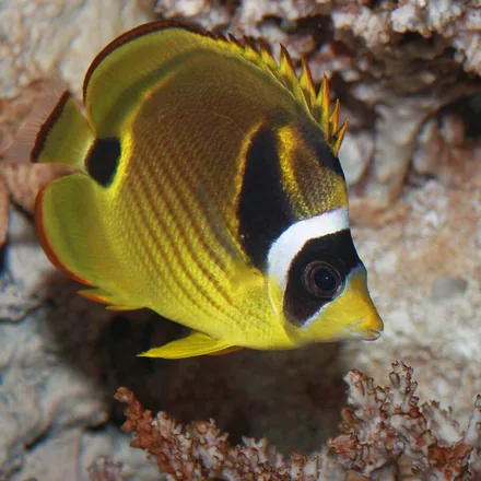 Raccoon Butterflyfish, yellow-brown body, black white-edged eye-mask, dark bar behind head.