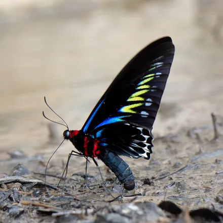 Rajah Brooke's birdwing, black with electric green markings