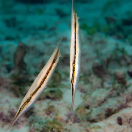 Razorfish (Coral Shrimpfish)