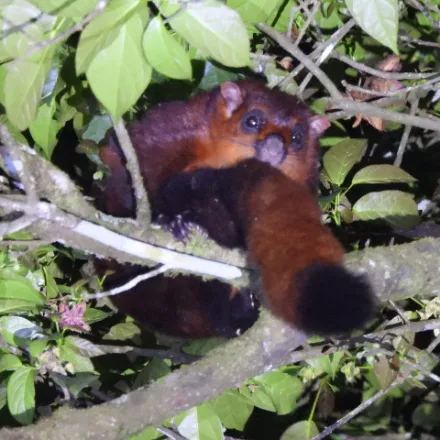 Red Giant Flying Squirrel, very large, deep chestnut-red, gliding membrane, long tail, big eyes.