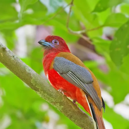 Red-headed Trogon, crimson head and breast, cinnamon back, sits motionless in the midstorey.
