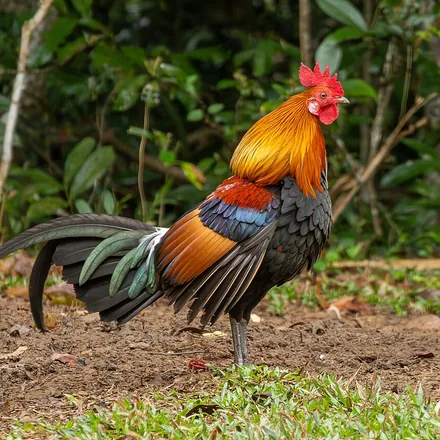 Red Junglefowl, slim wild chicken, golden hackles, white ear patch, greenish tail (male), photographed in Khao Yai.