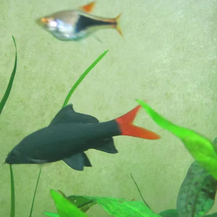 Redtail Sharkminnow, velvet-black body, bright red-orange forked tail, pointed snout, high dorsal fin.
