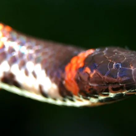 Red-tailed Pipe Snake, cylindrical glossy blue-black snake with orange-red banding and a bright red underside to a blunt tail