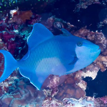 Redtooth Triggerfish, blue-green body, lyre-shaped tail, red teeth, hovers in loose shoals.