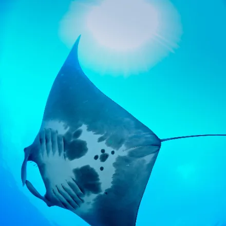 Reef Manta Ray, huge diamond shaped ray, cephalic horns, dark above and pale below.
