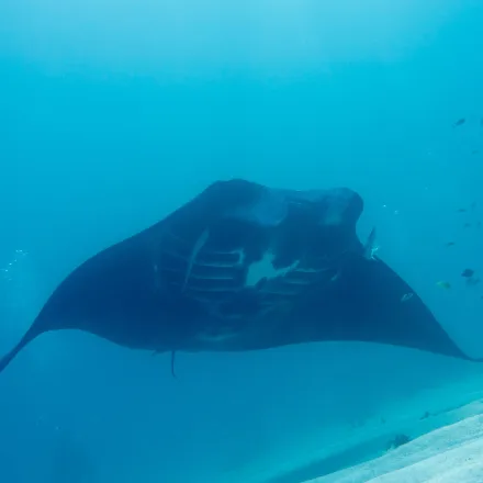 Reef Manta Ray