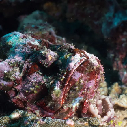 Reef Stonefish, squat warty rock-like fish, upturned mouth, venomous dorsal spines.