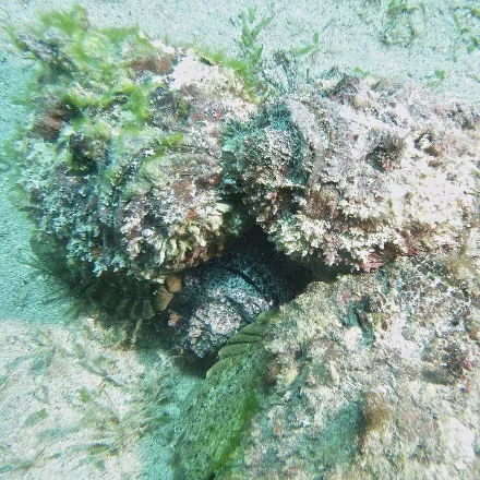 Reef Stonefish