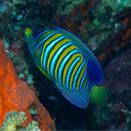Regal Angelfish, orange and white vertical bars edged blue-black, yellow tail, small mouth.