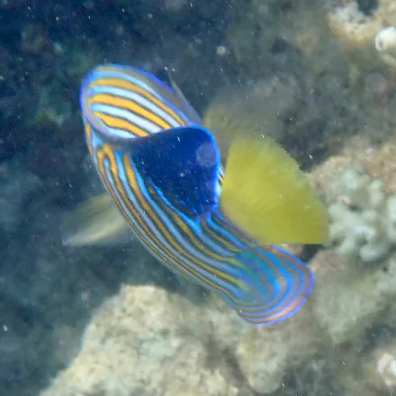 Regal Angelfish