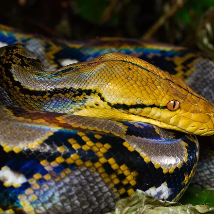 Reticulated python coiled, showing its net pattern
