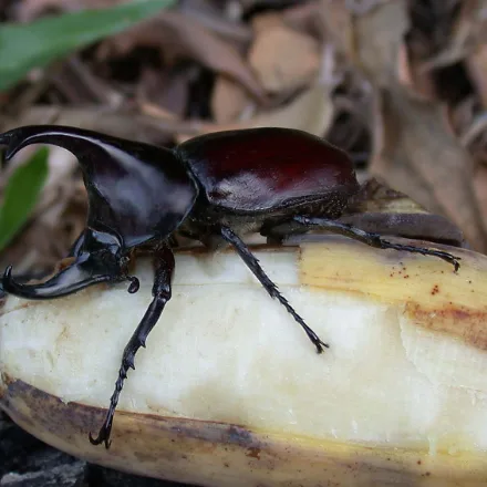 Rhinoceros Beetle, large glossy brown-black beetle, males with a forked head horn