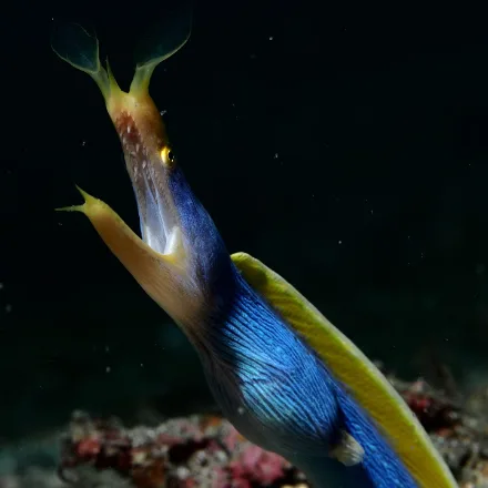 Ribbon Eel, very slender moray, flared nostrils, black young, blue-and-yellow male.