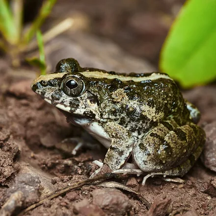 Rice Paddy Frog, small warty frog, highly variable grey to olive-brown, often with a pale line down the spine.