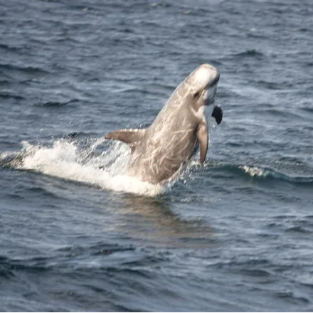 Risso's Dolphin