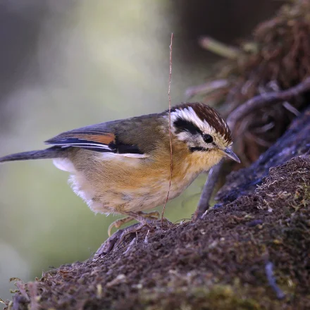 Schoeniparus castaneceps
