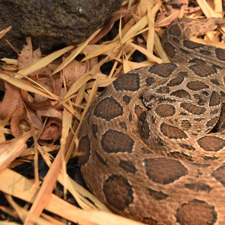Eastern Russell's Viper, stout brown snake with three rows of dark oval blotches ringed in white, triangular head