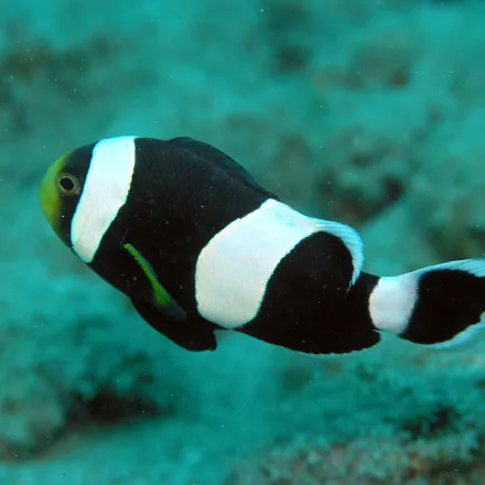 Saddleback Anemonefish, dark body with a white head bar and a broad white saddle across the back.