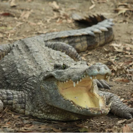 Saltwater Crocodile, close view of the armoured head and long tooth-lined jaws of the largest living reptile